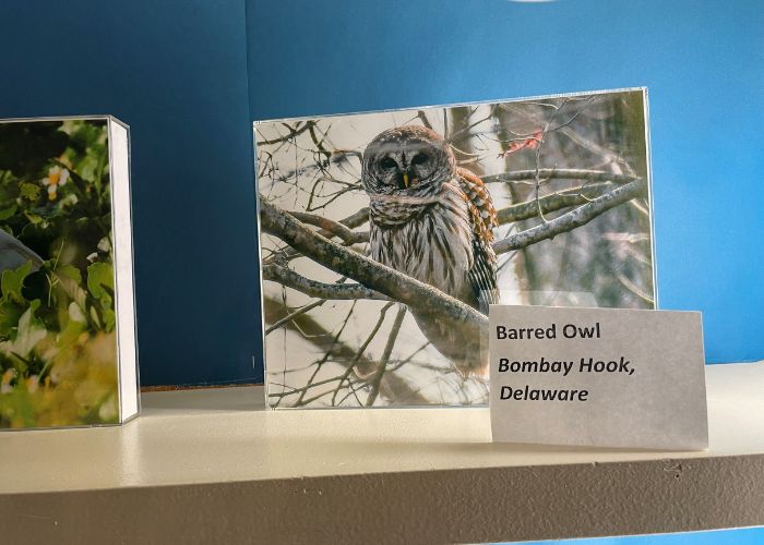 Photo of Barred Owl from Al Ozell's photograph collection and on display at Paul's Run.