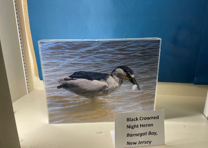 Al Ozell's Photo of Black Crowned Night Heron on display in the Paul's Run library